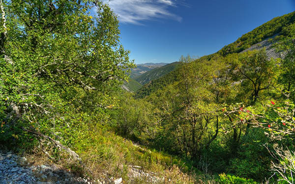 Bosque de Muniellos en Asturias